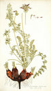 Pelargonium rapaceum - Nikolaus Joseph Freiherr von Jacquin — visning af kunstværket