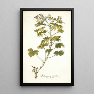 Nikolaus Joseph Freiherr von Jacquin - Pelargonium ribifolium.webp