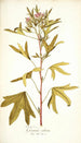 Pelargonium scabrum - Nikolaus Joseph Freiherr von Jacquin — visning af kunstværket