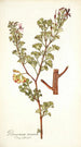 Pelargonium ternatum - Nikolaus Joseph Freiherr von Jacquin — visning af kunstværket