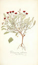 Pelargonium violareum - Nikolaus Joseph Freiherr von Jacquin — visning af kunstværket