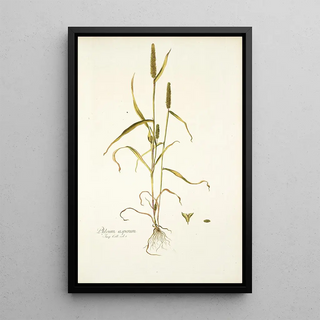 Nikolaus Joseph Freiherr von Jacquin - Phleum asperum.webp