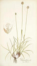 Phleum gerardi - Nikolaus Joseph Freiherr von Jacquin — visning af kunstværket