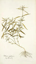 Phlomis zeylanica - Nikolaus Joseph Freiherr von Jacquin — visning af kunstværket