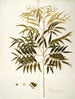 Phyllanthus speciosa - Nikolaus Joseph Freiherr von Jacquin — visning af kunstværket