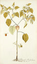 Physalis barbadensis - Nikolaus Joseph Freiherr von Jacquin — visning af kunstværket