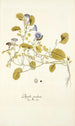 Physalis prostrata - Nikolaus Joseph Freiherr von Jacquin — visning af kunstværket