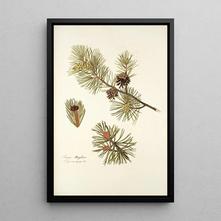 Nikolaus Joseph Freiherr von Jacquin - Pinus mughus.webp