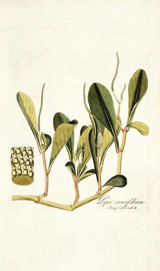 Nikolaus Joseph Freiherr von Jacquin - Piper cuneifolium.webp