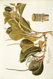 Piper magnoliaefolium - Nikolaus Joseph Freiherr von Jacquin — visning af kunstværket
