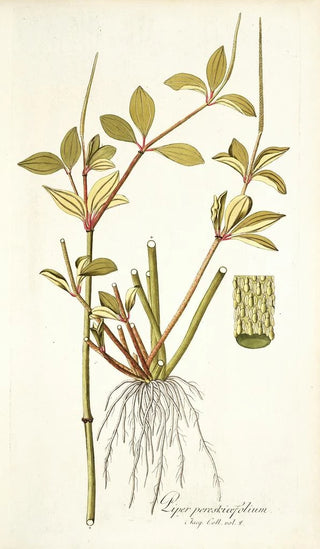 Nikolaus Joseph Freiherr von Jacquin - Piper pereskiaefolium.webp