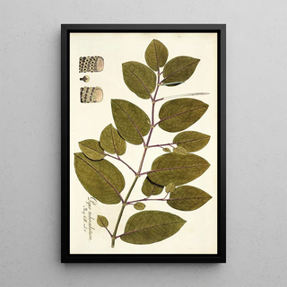 Nikolaus Joseph Freiherr von Jacquin - Piper tuberculatum.webp