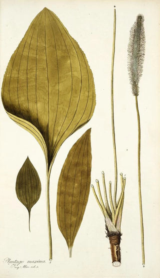 Nikolaus Joseph Freiherr von Jacquin - Plantago maxima.webp