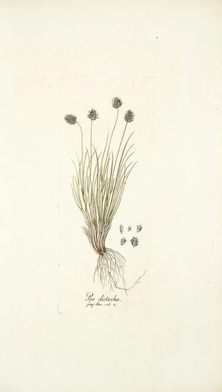 Nikolaus Joseph Freiherr von Jacquin - Poa disticha.webp