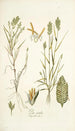 Poa sicula - Nikolaus Joseph Freiherr von Jacquin — visning af kunstværket