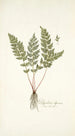 Polypodium alpinum - Nikolaus Joseph Freiherr von Jacquin — visning af kunstværket