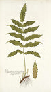 Polypodium fraxinifolium - Nikolaus Joseph Freiherr von Jacquin — visning af kunstværket