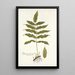 Polypodium fraxinifolium - Nikolaus Joseph Freiherr von Jacquin — indrammet kunstværk på væggen