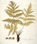 Polypodium hippocrepis - Nikolaus Joseph Freiherr von Jacquin — visning af kunstværket