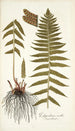 Polypodium molle - Nikolaus Joseph Freiherr von Jacquin — visning af kunstværket