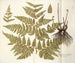 Polypodium multifidum - Nikolaus Joseph Freiherr von Jacquin — visning af kunstværket