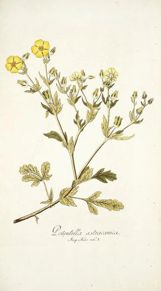 Nikolaus Joseph Freiherr von Jacquin - Potentilla astracanica.webp