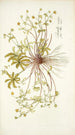 Potentilla opaca - Nikolaus Joseph Freiherr von Jacquin — visning af kunstværket