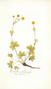 Potentilla salisburgensis - Nikolaus Joseph Freiherr von Jacquin — visning af kunstværket