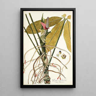 Nikolaus Joseph Freiherr von Jacquin - Pothos palmata.webp