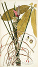 Pothos palmata - Nikolaus Joseph Freiherr von Jacquin — visning af kunstværket