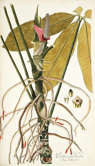 Nikolaus Joseph Freiherr von Jacquin - Pothos palmata.webp