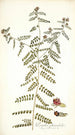 Psoralea phymatodes - Nikolaus Joseph Freiherr von Jacquin — visning af kunstværket
