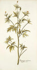Ranunculus canadensis - Nikolaus Joseph Freiherr von Jacquin — visning af kunstværket
