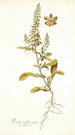 Reseda mediterranea - Nikolaus Joseph Freiherr von Jacquin — visning af kunstværket