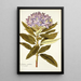 Rhododendron ponticum - Nikolaus Joseph Freiherr von Jacquin — indrammet kunstværk på væggen