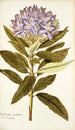 Rhododendron ponticum - Nikolaus Joseph Freiherr von Jacquin — visning af kunstværket