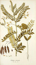 Robinia vesicaria - Nikolaus Joseph Freiherr von Jacquin — visning af kunstværket