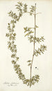 Rubia fruticosa - Nikolaus Joseph Freiherr von Jacquin — visning af kunstværket