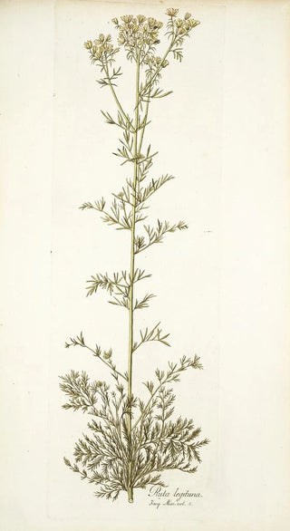 Nikolaus Joseph Freiherr von Jacquin - Ruta legitima.webp