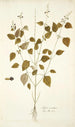 Salvia serotina - Nikolaus Joseph Freiherr von Jacquin — visning af kunstværket