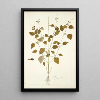 Nikolaus Joseph Freiherr von Jacquin - Salvia Serotina.webp