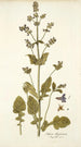 Salvia abyssinica - Nikolaus Joseph Freiherr von Jacquin — visning af kunstværket