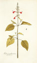 Salvia pseudococcinea - Nikolaus Joseph Freiherr von Jacquin — visning af kunstværket