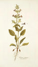 Salvia spinosa - Nikolaus Joseph Freiherr von Jacquin — visning af kunstværket