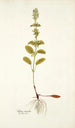 Salvia viridis - Nikolaus Joseph Freiherr von Jacquin — visning af kunstværket