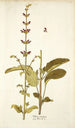 Salvia viscosa - Nikolaus Joseph Freiherr von Jacquin — visning af kunstværket