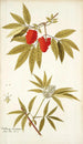 Sambucus racemosa - Nikolaus Joseph Freiherr von Jacquin — visning af kunstværket