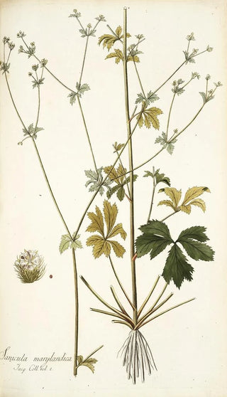 Nikolaus Joseph Freiherr von Jacquin - Sanicula marilandica.webp