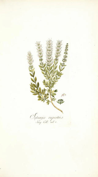 Nikolaus Joseph Freiherr von Jacquin - Satureja rupestris.webp