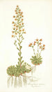 Saxifraga mutata - Nikolaus Joseph Freiherr von Jacquin — visning af kunstværket